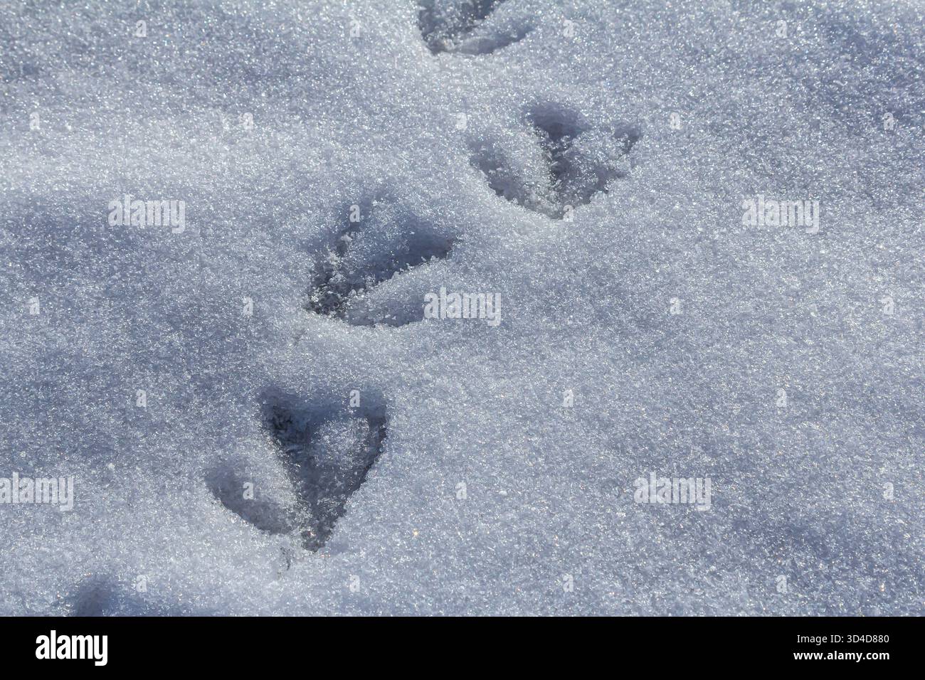 Des traces d'animaux sont visibles dans la neige fraîchement tombée révélant le mouvement et l'activité dans un environnement hivernal serein. La texture de la neige est delica Banque D'Images