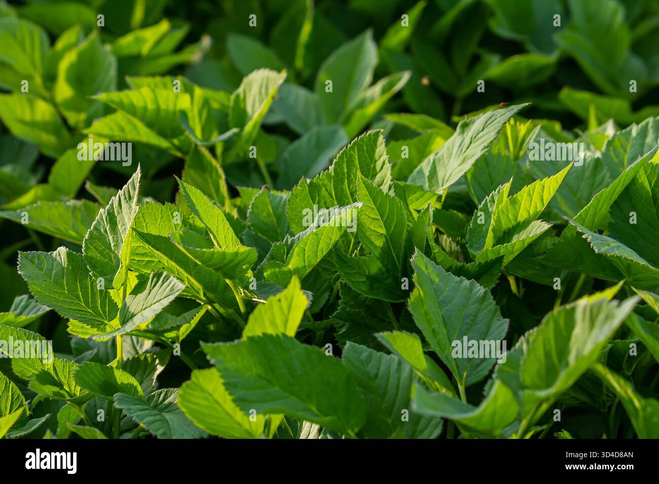 Le feuillage vert vif prospère sous la lumière chaude du soleil mettant en valeur une nouvelle croissance dans un jardin dynamique au printemps. Banque D'Images