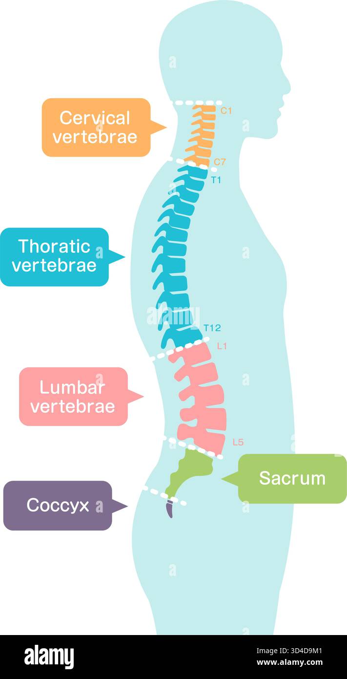 Illustration vectorielle de l'anatomie des segments du rachis Illustration de Vecteur