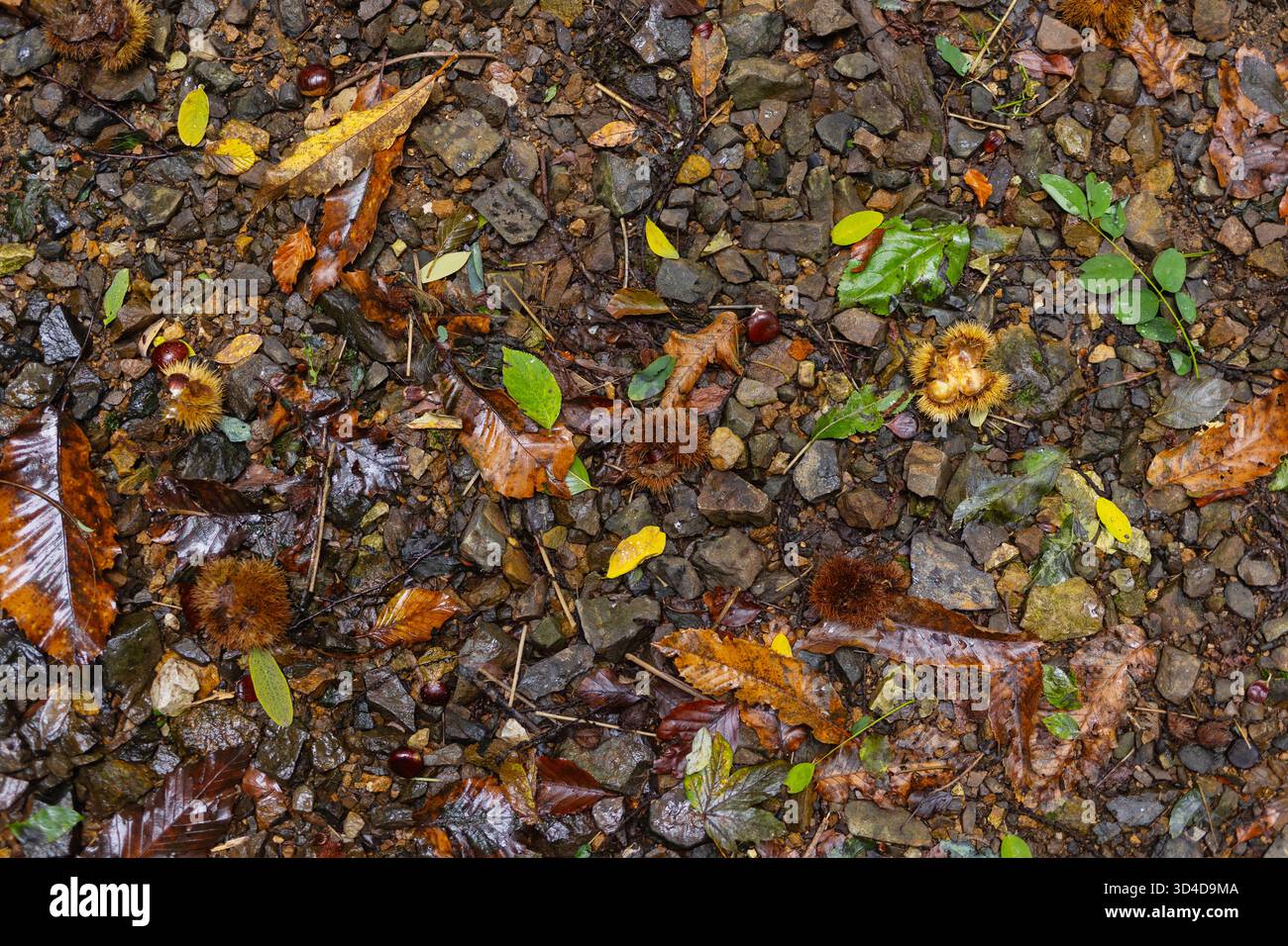 Châtaigniers bavures sur le sol de la forêt rocheuse automne avec des feuilles colorées dispersées. Texture naturelle saison d'automne sous-bois biodiversité fond organique Banque D'Images