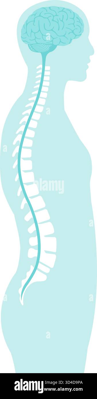 Illustration vectorielle du cerveau et de la moelle épinière Illustration de Vecteur