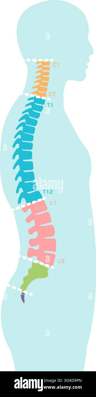 Illustration vectorielle de l'anatomie des segments du rachis Illustration de Vecteur