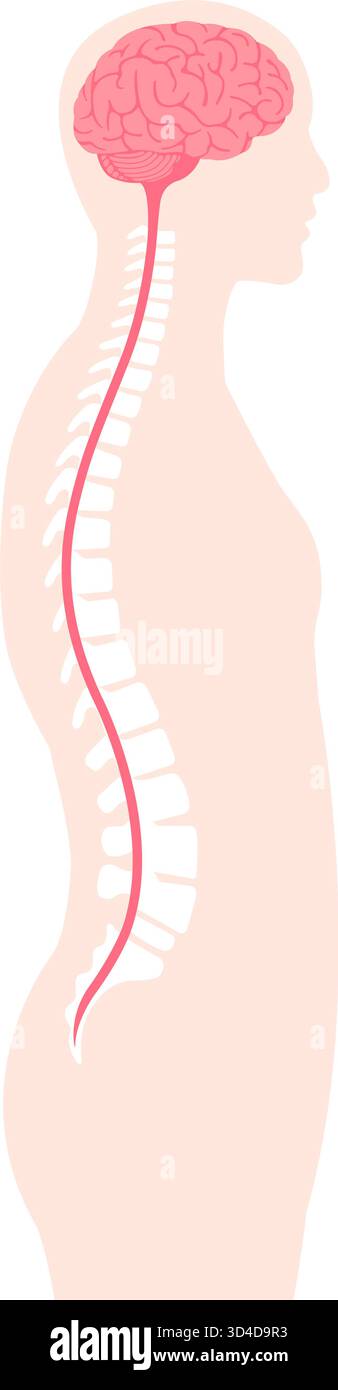 Illustration vectorielle du cerveau et de la moelle épinière Illustration de Vecteur