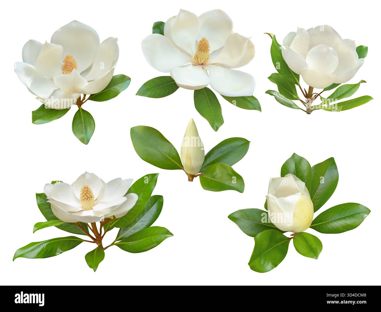 Élégantes fleurs et bourgeons de magnolia blanc avec des feuilles vertes brillantes isolées sur fond blanc. Idéal pour le design botanique, les cosmétiques naturels, le flor Banque D'Images