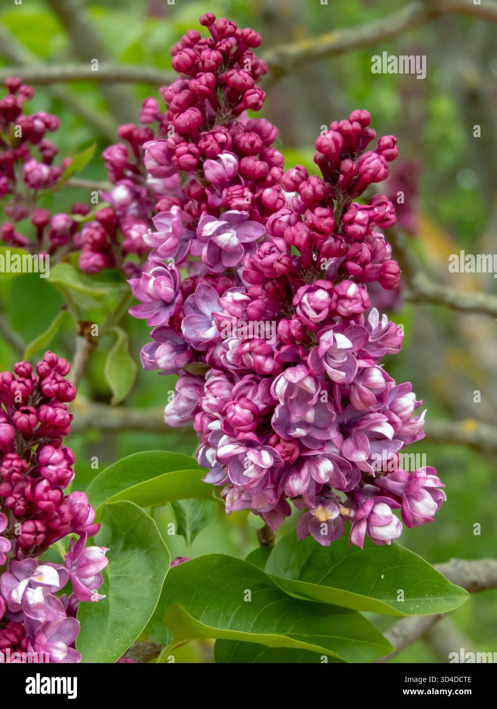 Grappes de lilas rougeâtre-violet ou de Syringa vulgaris capturées en détail, montrant leur couleur printanière vibrante et leur charme naturel en pleine fleur. Banque D'Images