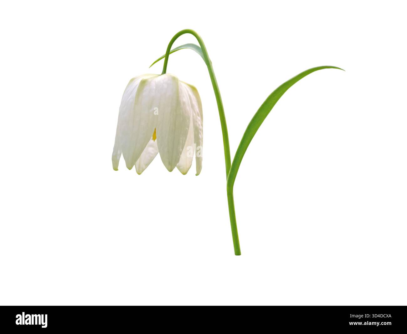 Fleur de fritillaria blanche en forme de cloche avec des feuilles vertes fraîches isolées sur blanc. Fleur de printemps élégante avec design botanique décoratif pour la nature et f Banque D'Images