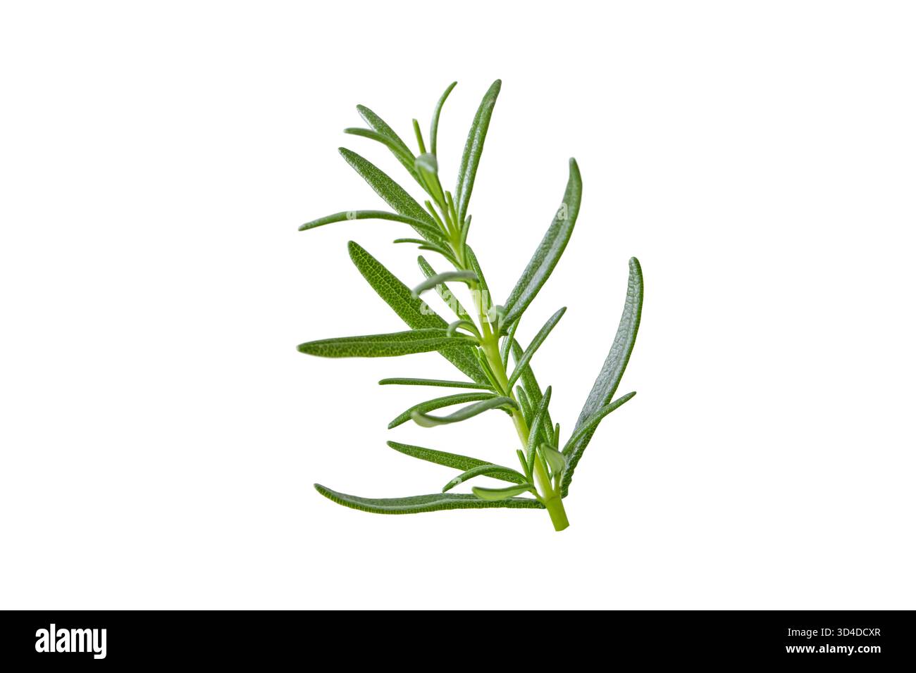 Branche d'herbe de romarin fraîche isolée sur fond blanc. Plante culinaire aromatique pour la cuisson, l'assaisonnement et le coiffage des aliments naturels. Macro haute qualité c Banque D'Images