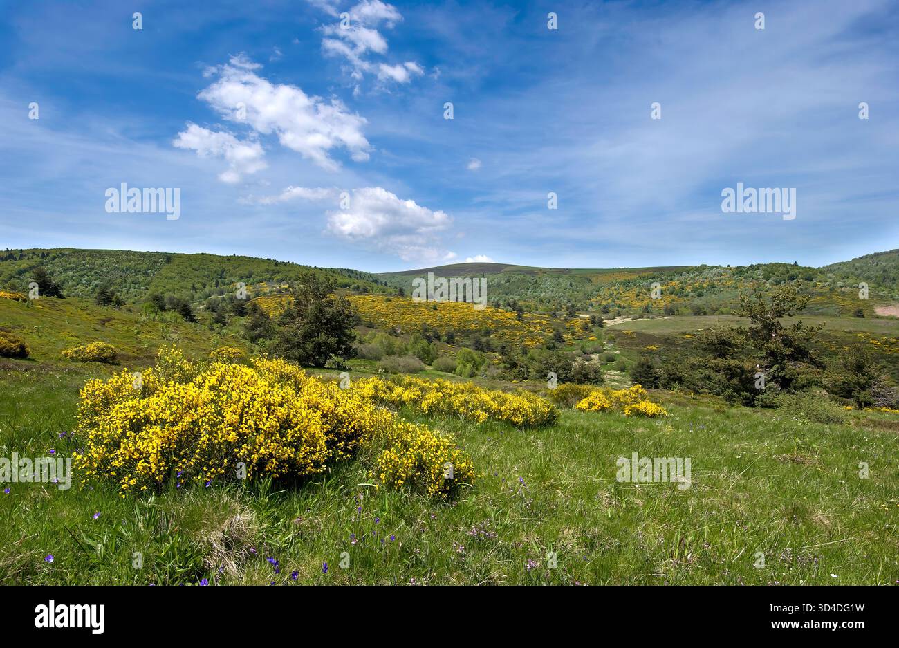 Col du Beal, landes des Hautes Chaumes, Parc naturel régional Livradois-Forez, Puy de Dôme, Auvergne-Rhône-Alpes, France Banque D'Images