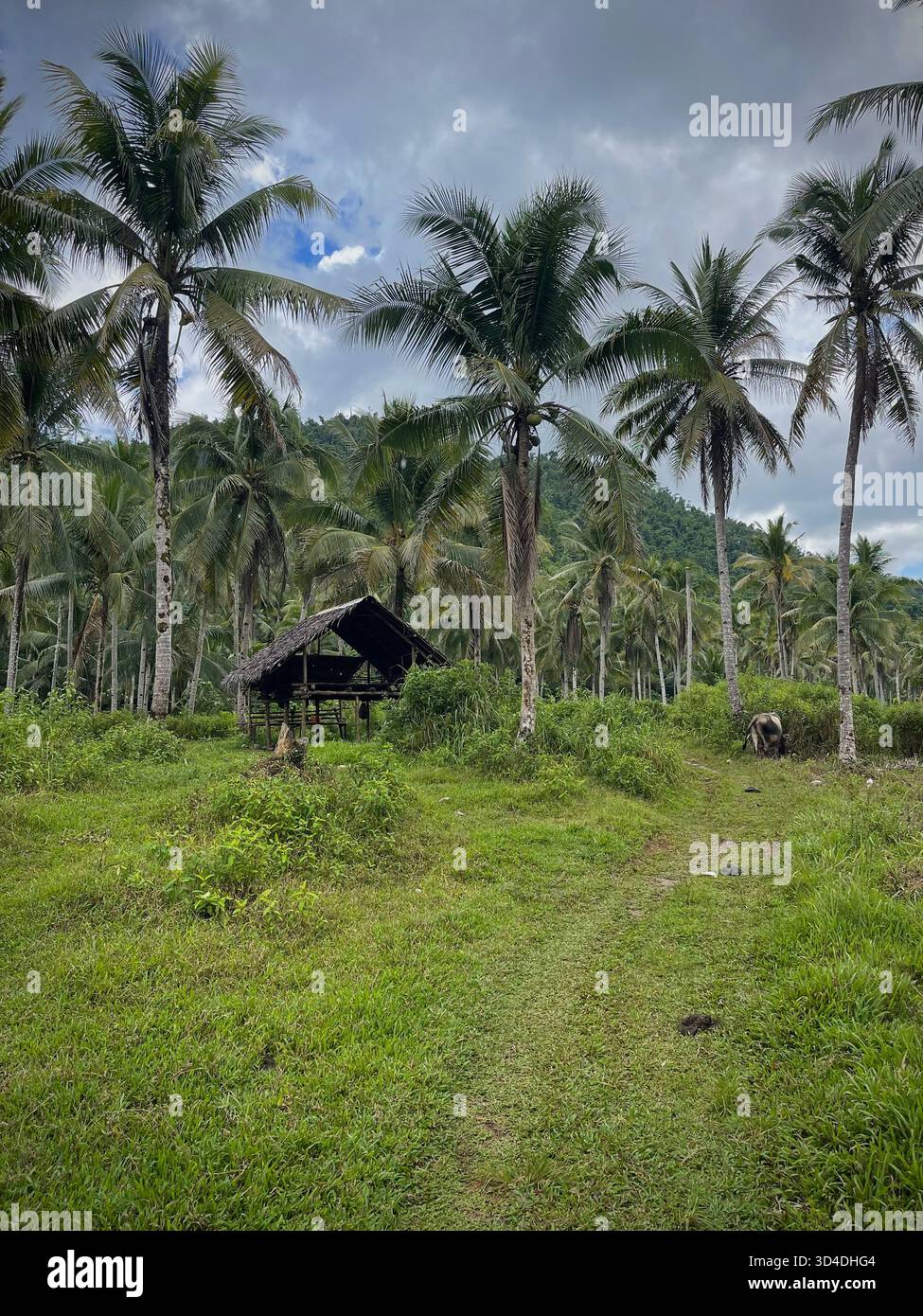 Cabane nipa traditionnelle parmi les palmiers sur l'île de Siargao, Philippines Banque D'Images