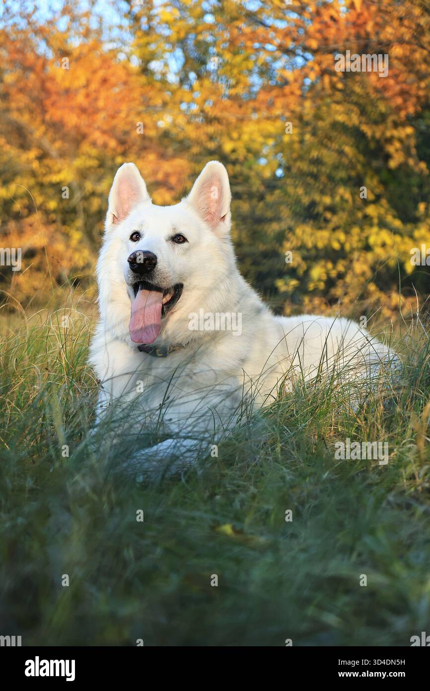 Un berger suisse blanc dans le parc en automne. Un berger suisse blanc en promenade dans la forêt d'automne. Un berger suisse blanc posant parmi les feuilles d'automne Banque D'Images