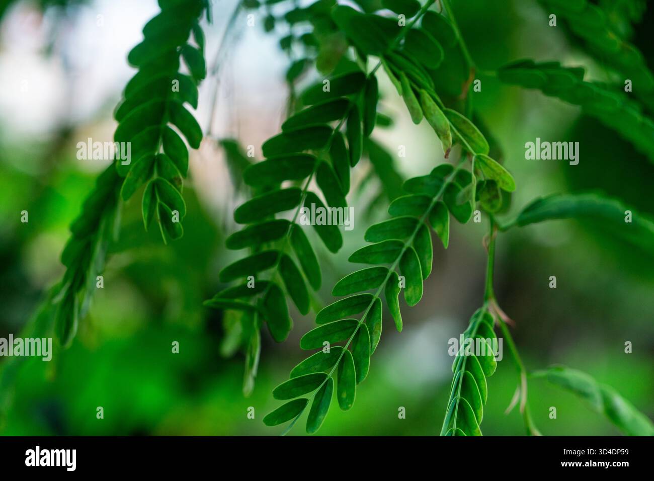 Gros plan détaillé de délicates feuilles pennées vertes, probablement d'un tamarin. Le feuillage pend contre un bokeh vert doux et flou Banque D'Images