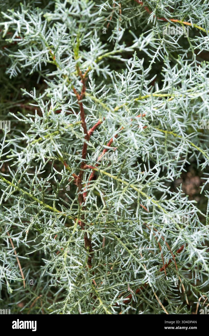 Cupressus arizonica, aiguilles de feuillage Banque D'Images