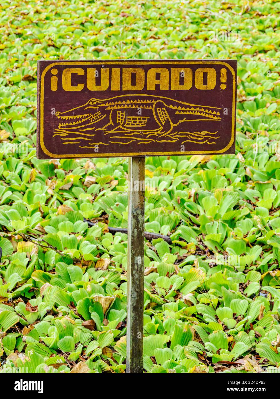 Étang de crocodile à Tikal, département de Peten, Guatemala Banque D'Images