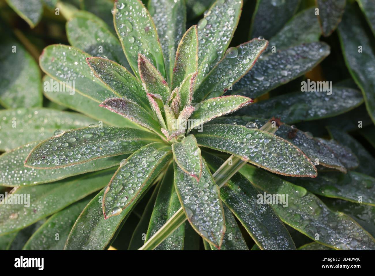 Bracelet gris argenté comme des feuilles avec des bords roses d'éperon après la tempête de pluie. Euphorbia « Galaxy Glow » Banque D'Images