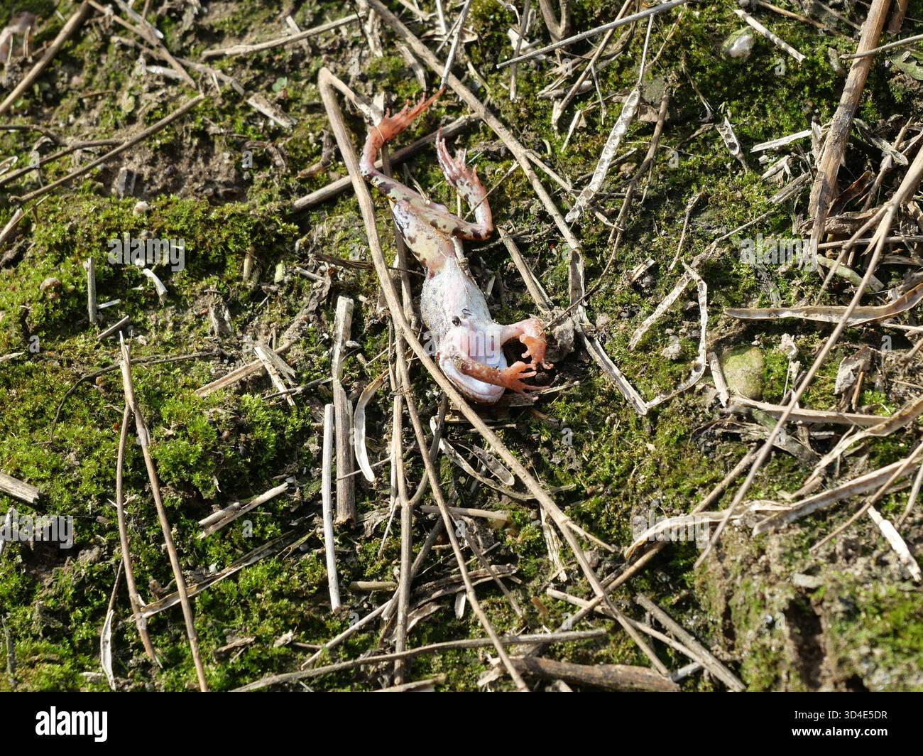 Grenouille couchée sur le dos dans un champ de chaume. Transience. Copyspace. Banque D'Images