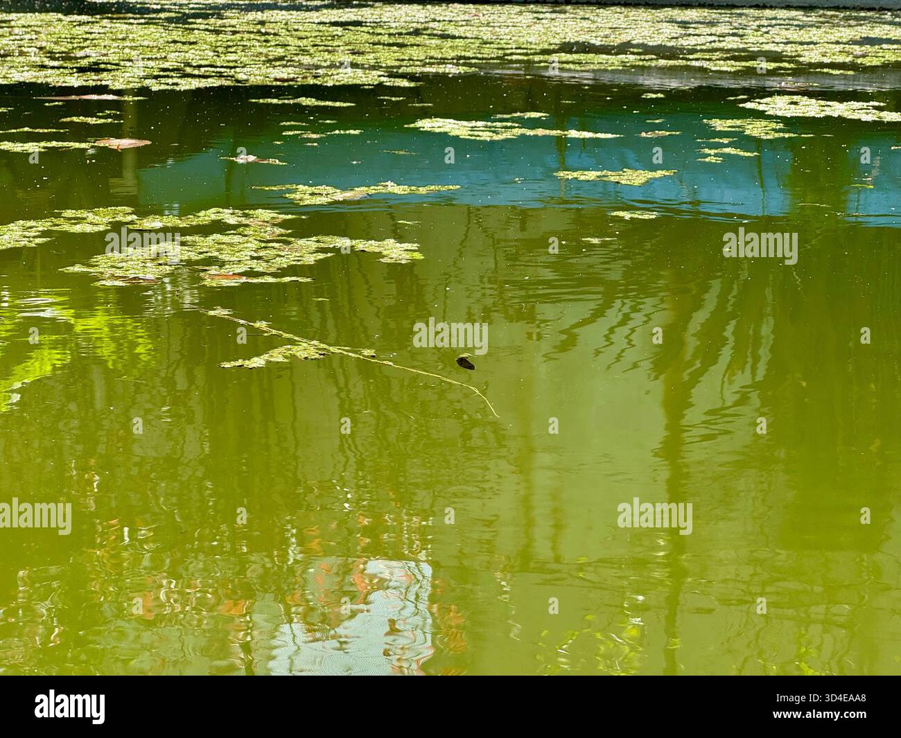 Des reflets d'arbres verts et de nénuphars ondulent à la surface d'un étang tranquille, avec deux petits oiseaux perchés sur une branche flottante à Buenos Air Banque D'Images