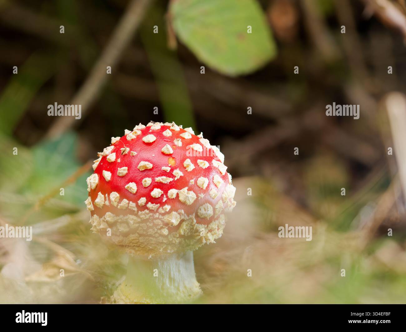 Agaric Fly, Amanita muscaria Banque D'Images