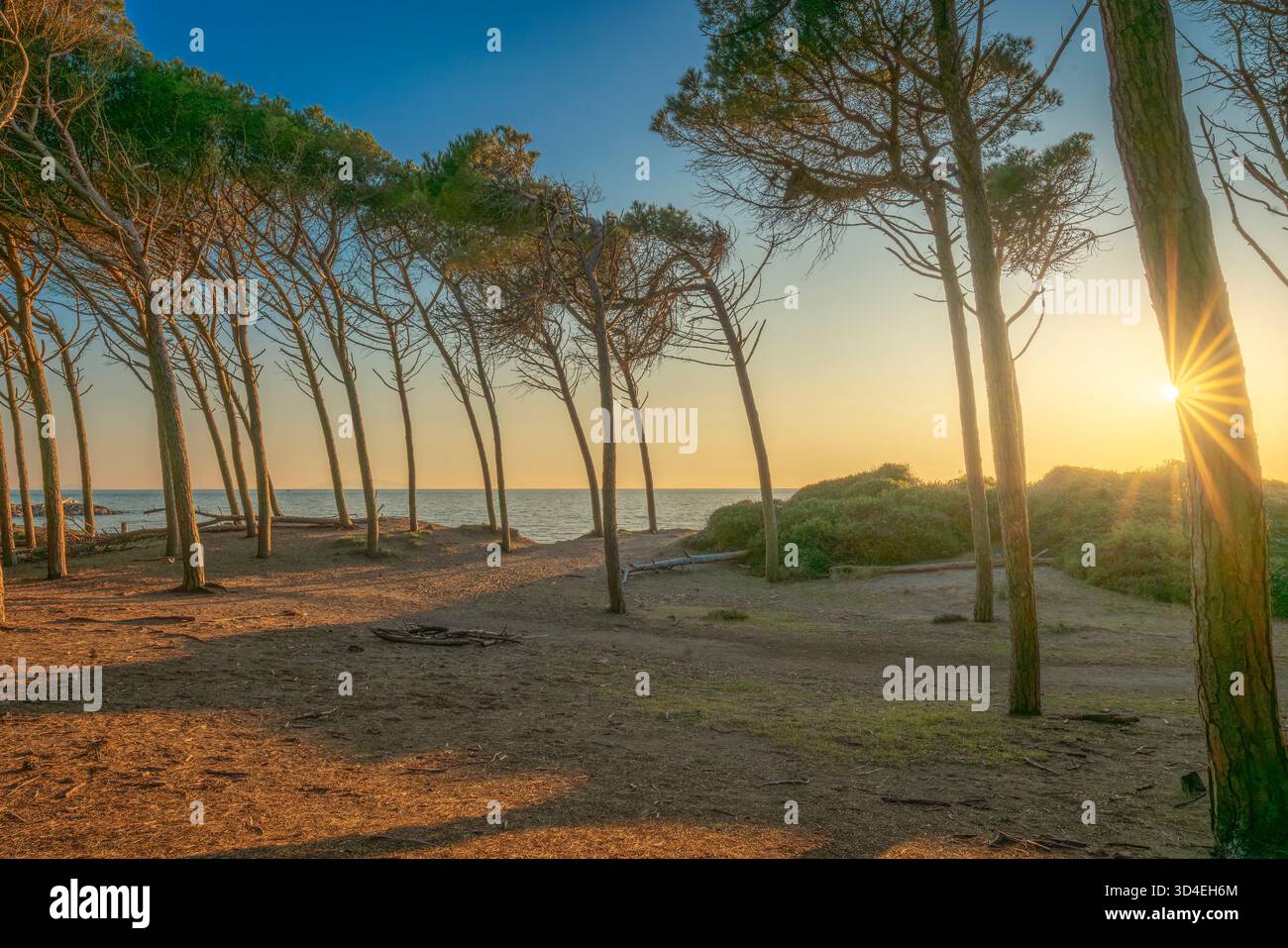 Coucher de soleil doré à travers les troncs de pins maritimes, Pineta, le long de la côte de Marina di Cecina, Toscane, Italie. La scène met en scène la mer Banque D'Images
