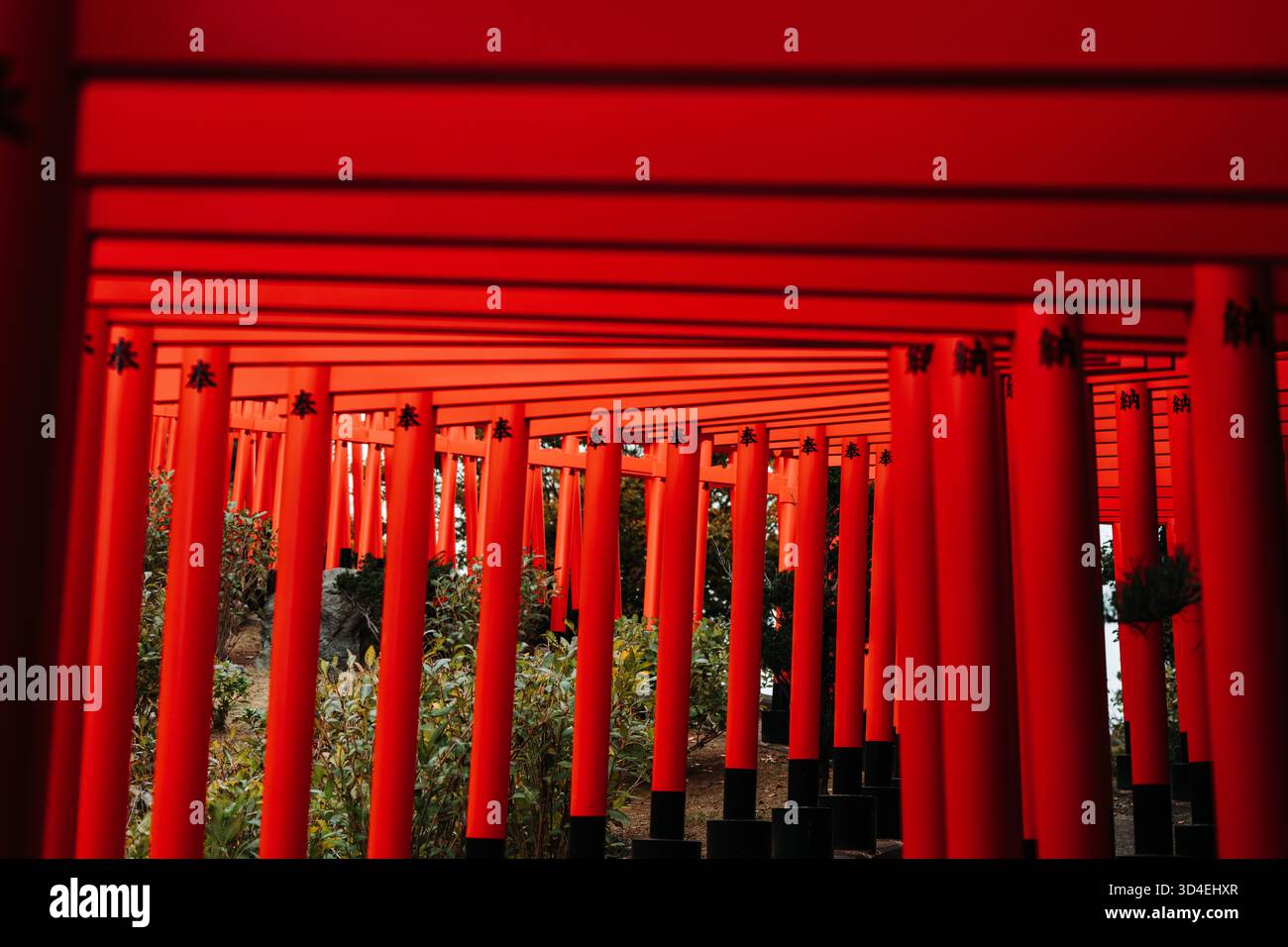 Rangées de portes torii vermillon dans le jardin du sanctuaire du Takayama Inari, Tsugaru, Aomori, Japon Banque D'Images