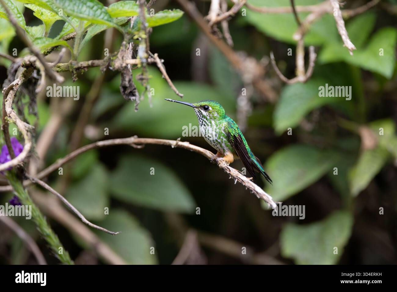 Colibri péruvien à queue de raquette (Ocreatus peruanus) perché sur des branches dans la forêt nuageuse près de Gonzalo Díaz de Pineda, province de Napo, Équateur. Banque D'Images