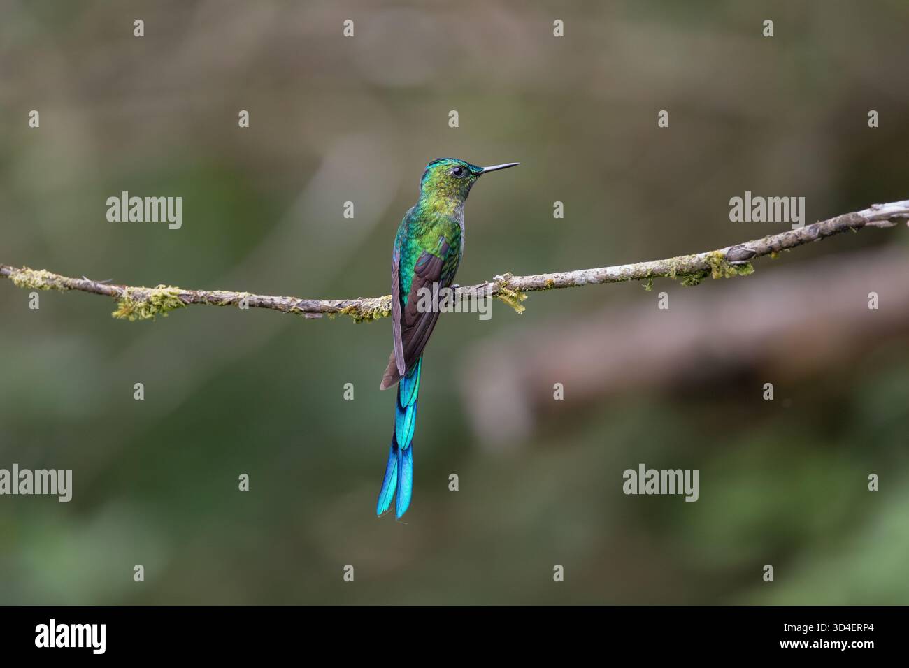 Sylphe à longue queue (Aglaiocercus kingii) perché sur une branche mince dans la forêt nuageuse près de Gonzalo Díaz de Pineda, province de Napo, Équateur. Banque D'Images