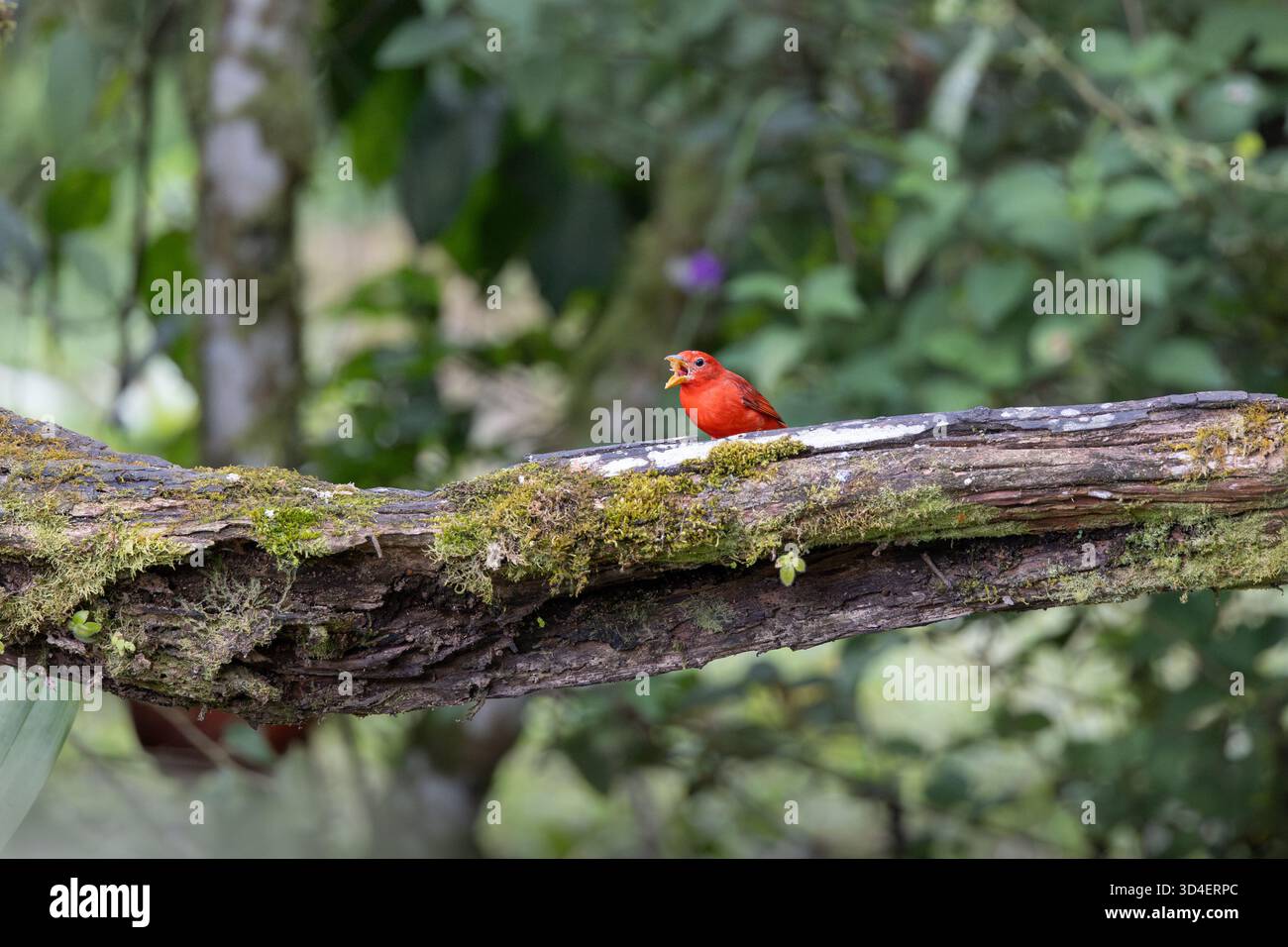 Tanager d'été mâle (Piranga rubra) perché sur une branche moussue dans la forêt subtropicale près de Gonzalo Díaz de Pineda, province de Napo, Équateur. Banque D'Images
