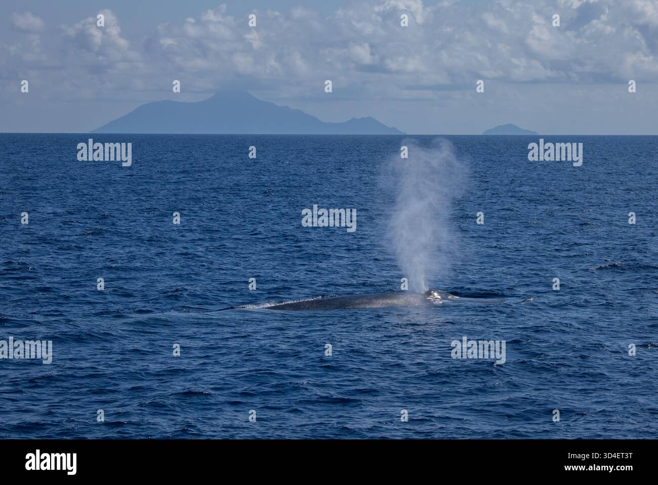 Baleine bleue pygmée (Balaenoptera musculus brevicauda) de la mer de Banda Banque D'Images