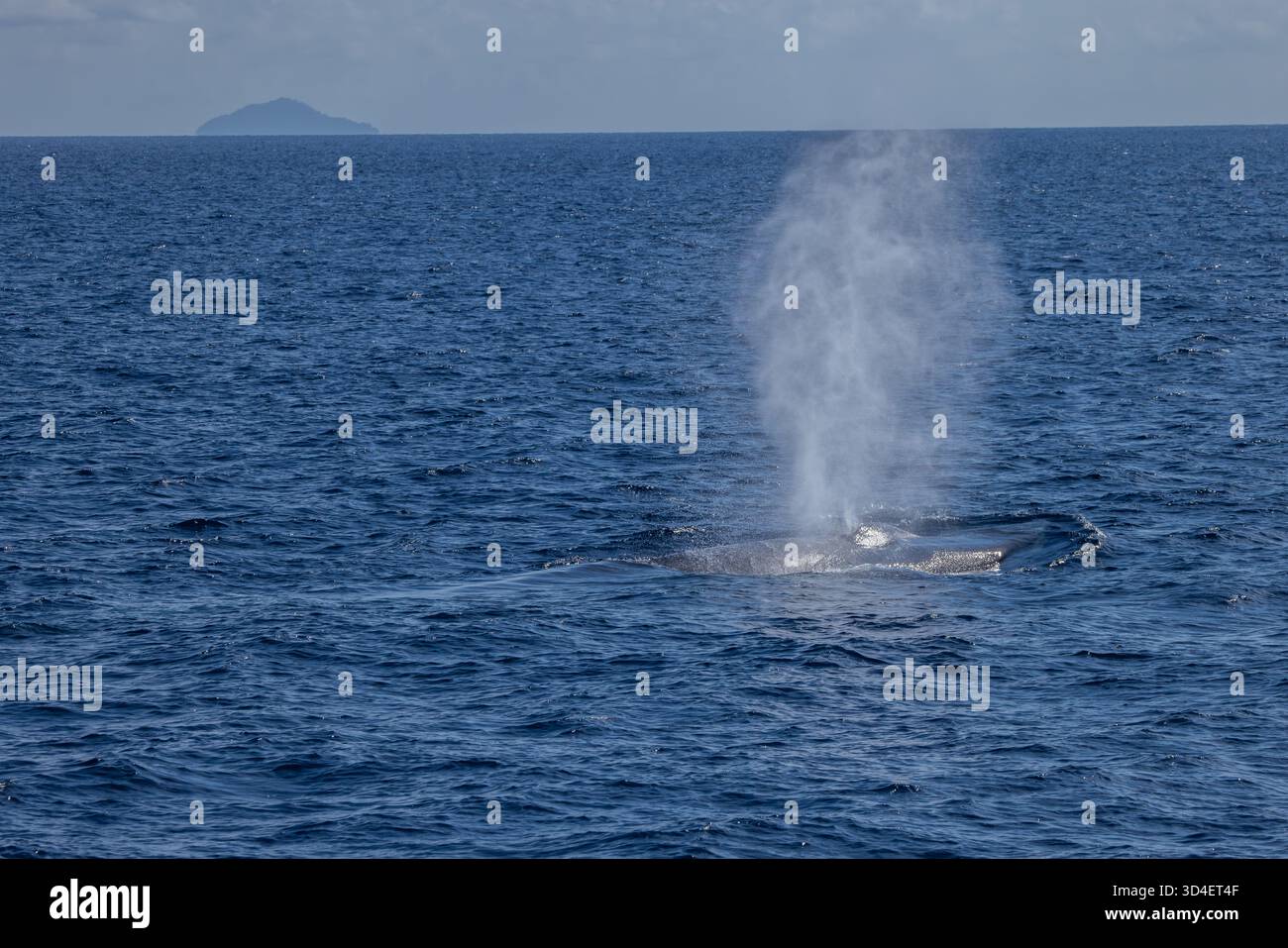 Baleine bleue pygmée (Balaenoptera musculus brevicauda) de la mer de Banda Banque D'Images