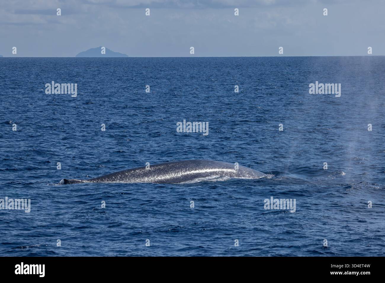 Baleine bleue pygmée (Balaenoptera musculus brevicauda) de la mer de Banda Banque D'Images