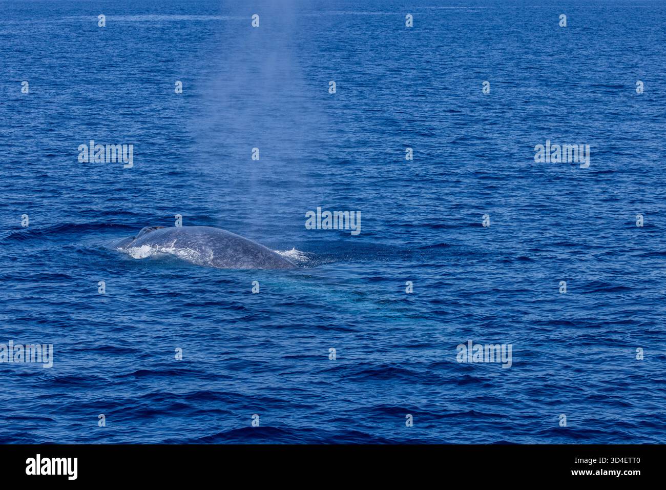 Baleine bleue pygmée (Balaenoptera musculus brevicauda) de la mer de Banda Banque D'Images