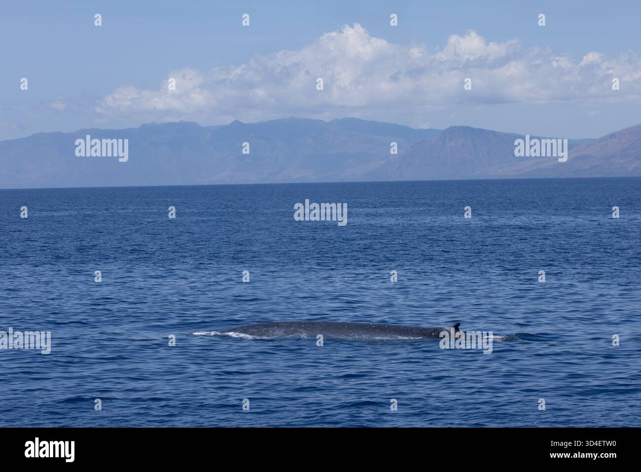 Baleine bleue pygmée (Balaenoptera musculus brevicauda) de la mer de Banda Banque D'Images