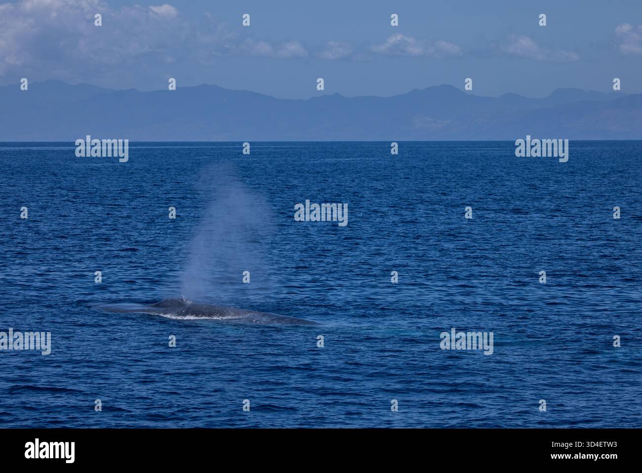 Baleine bleue pygmée (Balaenoptera musculus brevicauda) de la mer de Banda Banque D'Images