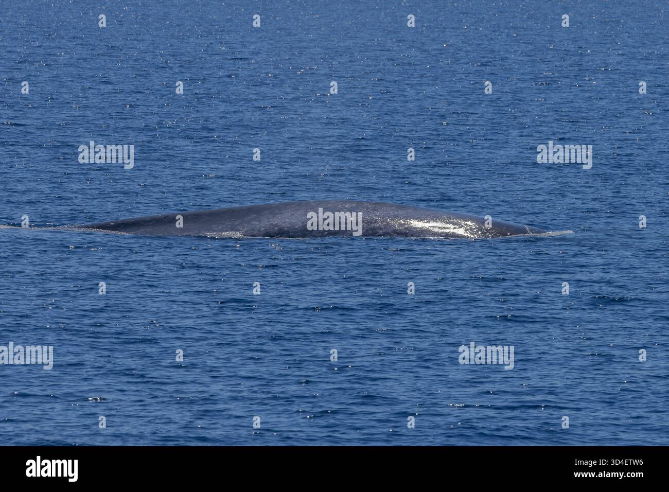 Baleine bleue pygmée (Balaenoptera musculus brevicauda) de la mer de Banda Banque D'Images