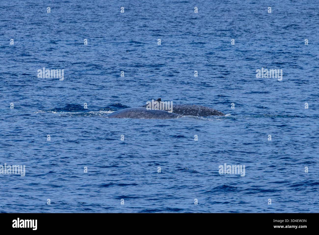 Baleine bleue pygmée (Balaenoptera musculus brevicauda) mère et veau de la mer de Banda Banque D'Images