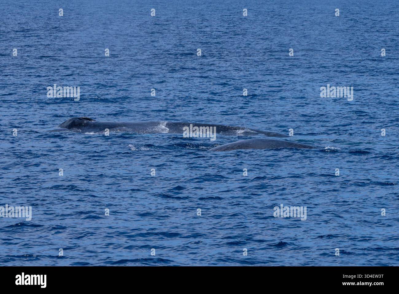 Baleine bleue pygmée (Balaenoptera musculus brevicauda) mère et veau de la mer de Banda Banque D'Images