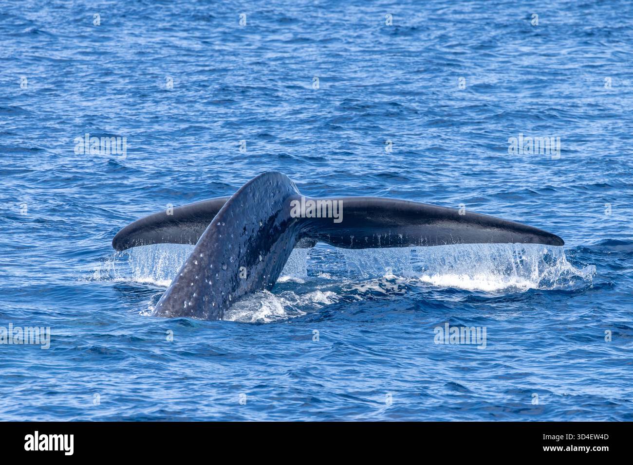 Baleine bleue pygmée (Balaenoptera musculus brevicauda) de la mer de Banda Banque D'Images