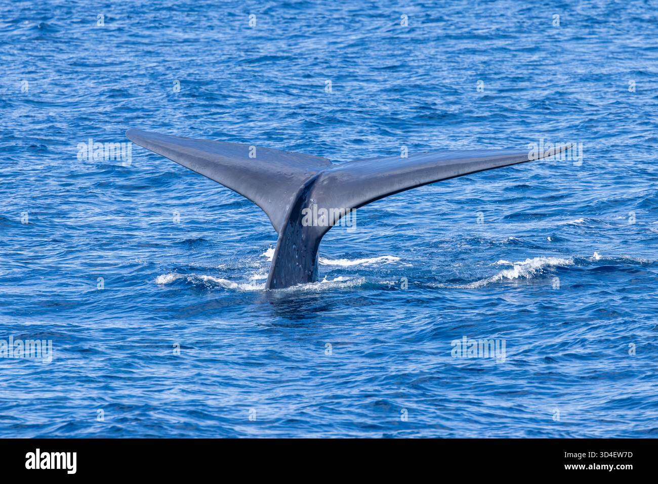 Baleine bleue pygmée (Balaenoptera musculus brevicauda) de la mer de Banda Banque D'Images