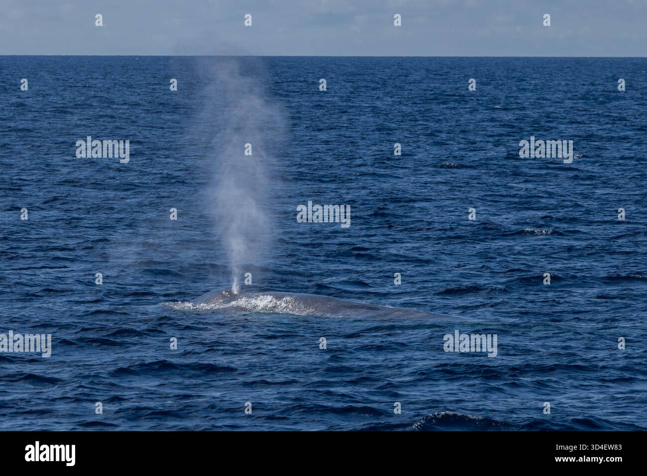 Baleine bleue pygmée (Balaenoptera musculus brevicauda) de la mer de Banda Banque D'Images