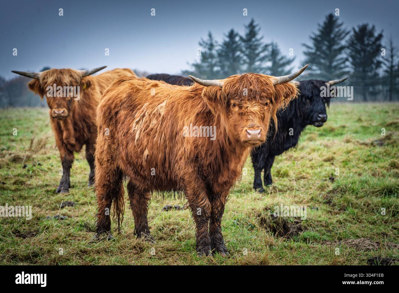 Bétail Shaggy Highland debout dans un pâturage herbeux sous un ciel bleu brumeux. Les animaux bruns et noirs regardent vers la caméra Banque D'Images