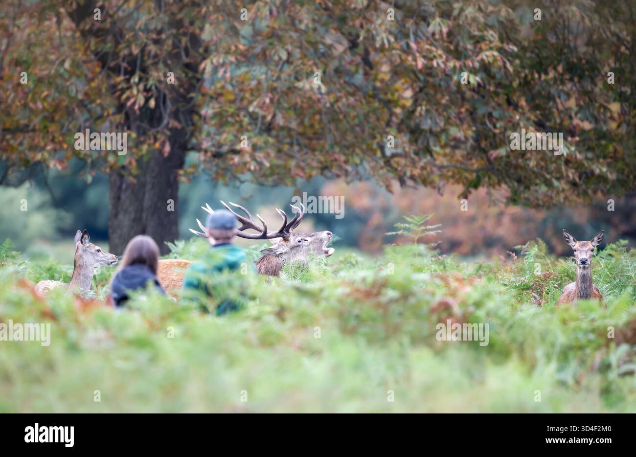 Cerf de cerf rouge (Cervus elaphus) rugissant pendant l'ornière en automne avec des haies à proximité et un couple observant depuis le premier plan, Royaume-Uni Banque D'Images