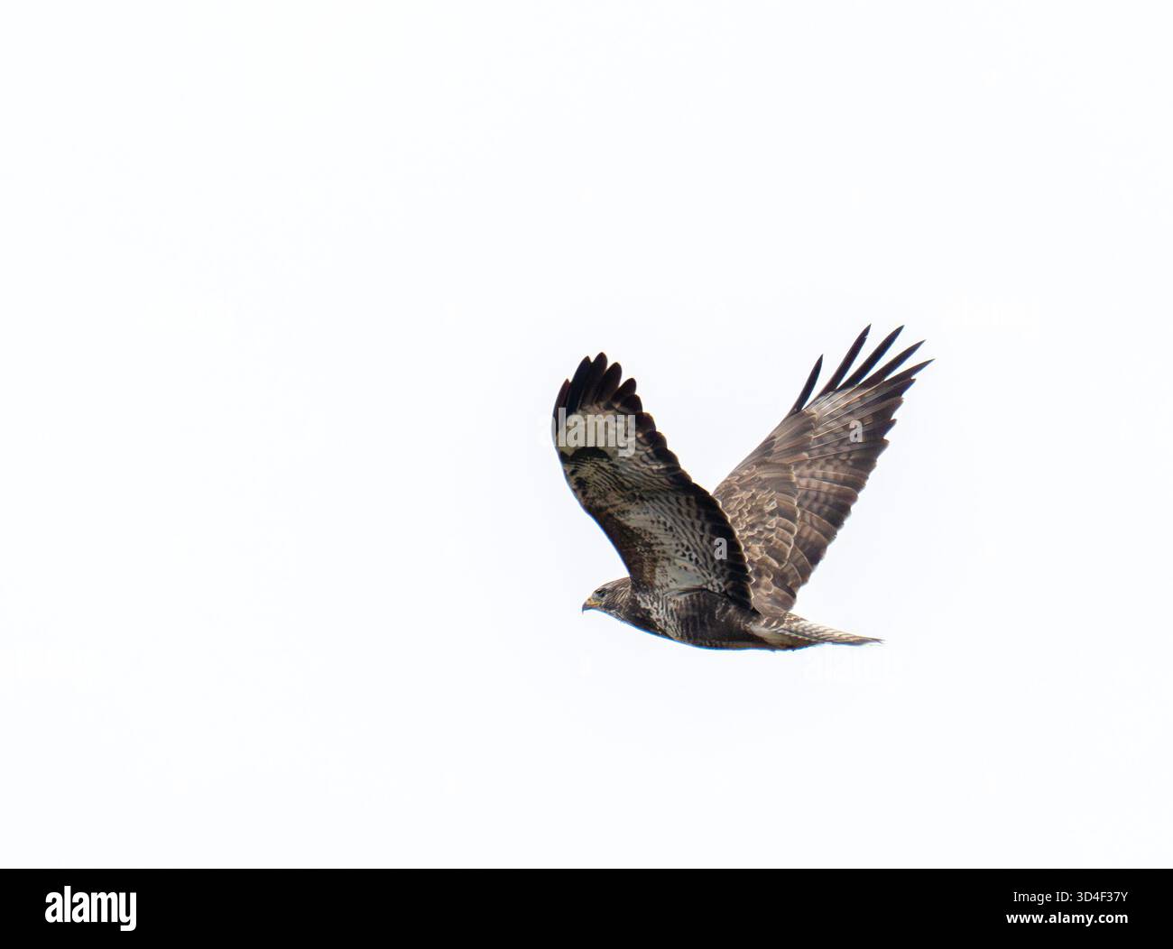 Un Buzzard commun, Buteo buteo à Strathy point, sur la côte nord écossaise, Royaume-Uni. Banque D'Images