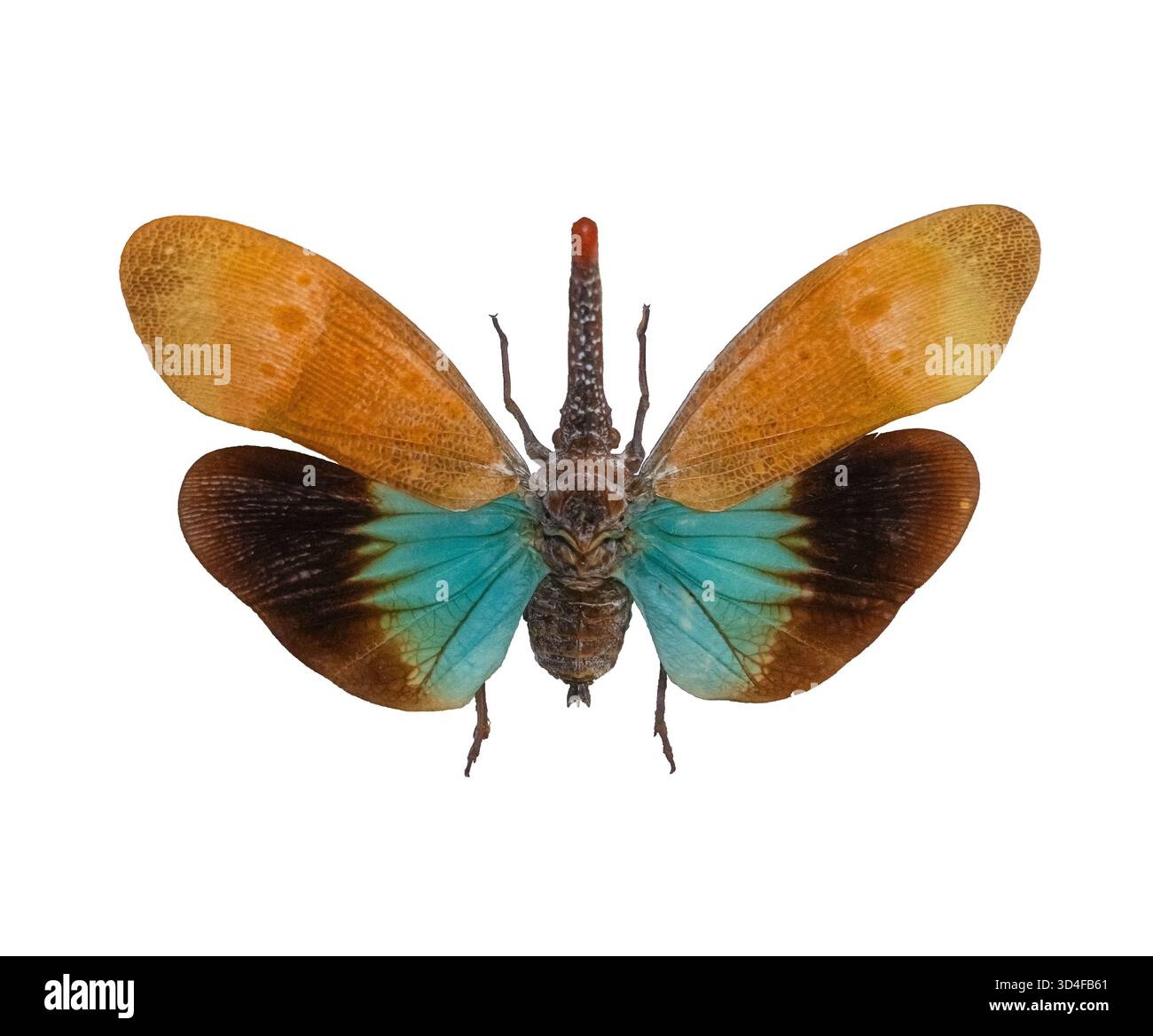 Lanternfly 1.  : Pyrops Pyrorhyncha (ou Bug de lanterne). Insectes d'Asie du Sud-est (collection personnelle et tir). Banque D'Images