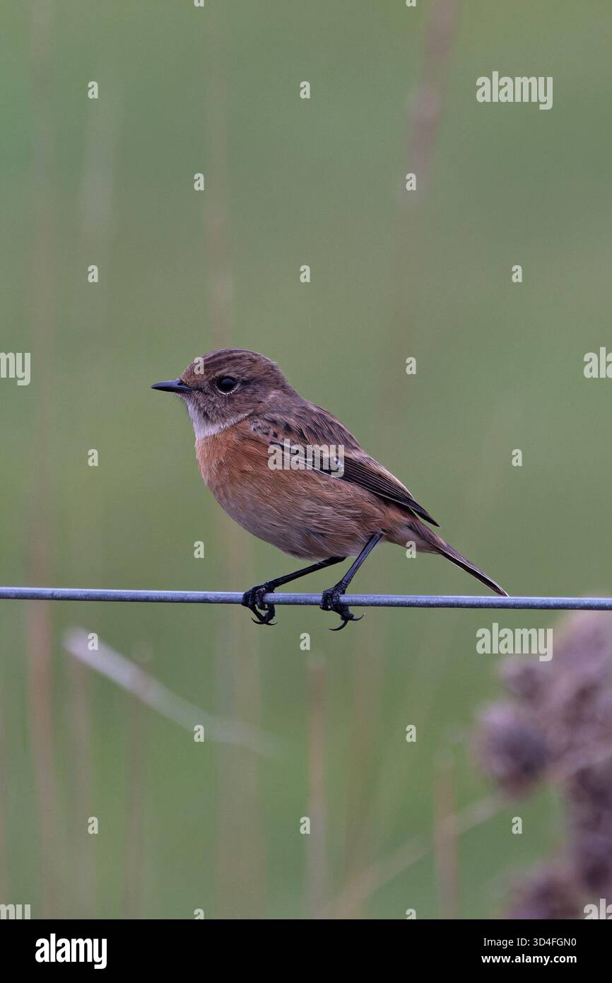 Femelle européenne Stonechat (Saxicola torquata) Suffolk novembre 2025 Banque D'Images
