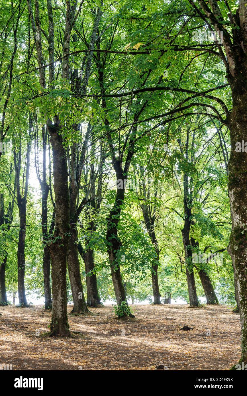 Arbres dans le parc, Vézelay, France Banque D'Images
