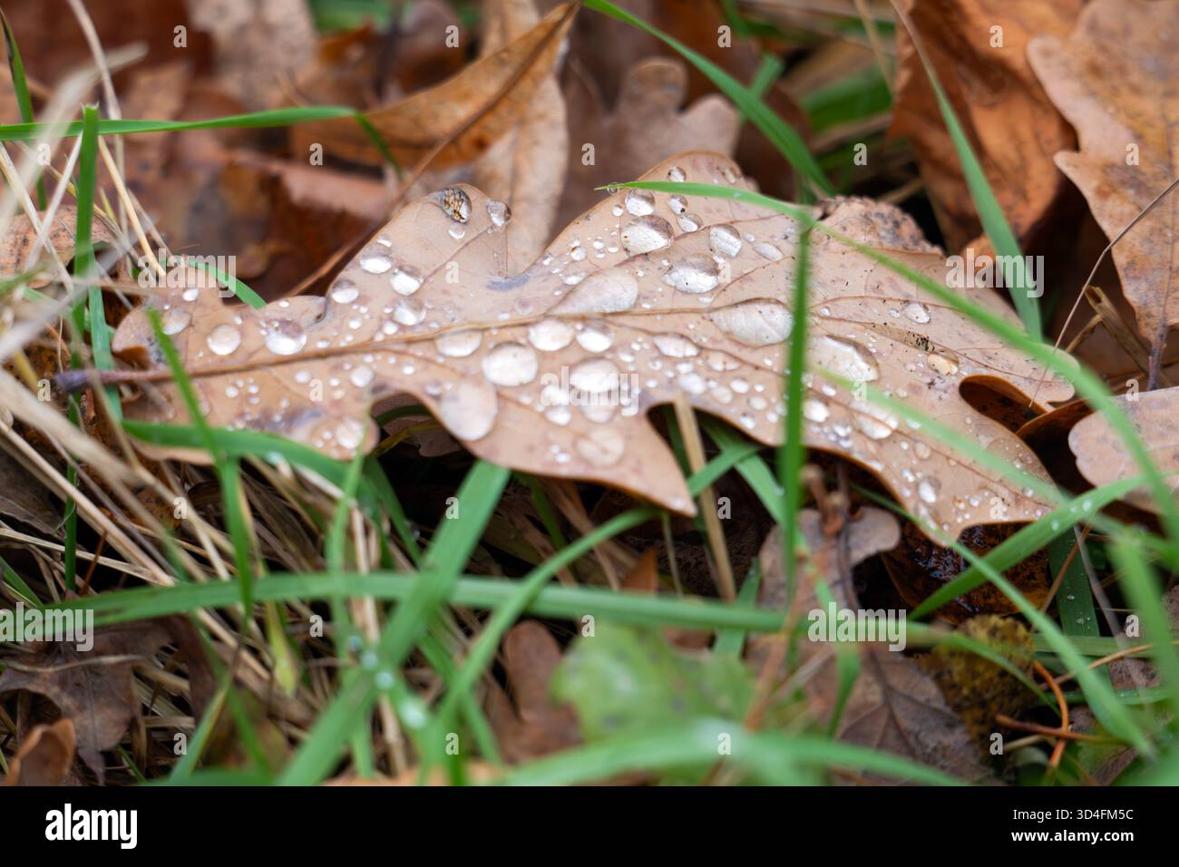 feuille de chêne d'automne avec des gouttes d'eau dans l'herbe Banque D'Images