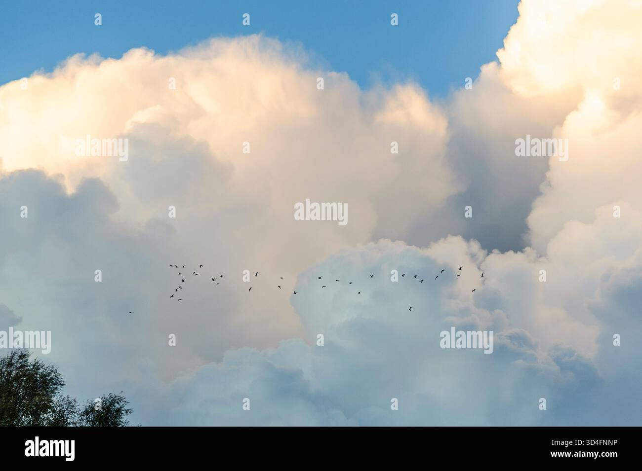 Troupeau d'oiseaux en vol avec le nuage cumulonimbus derrière Banque D'Images