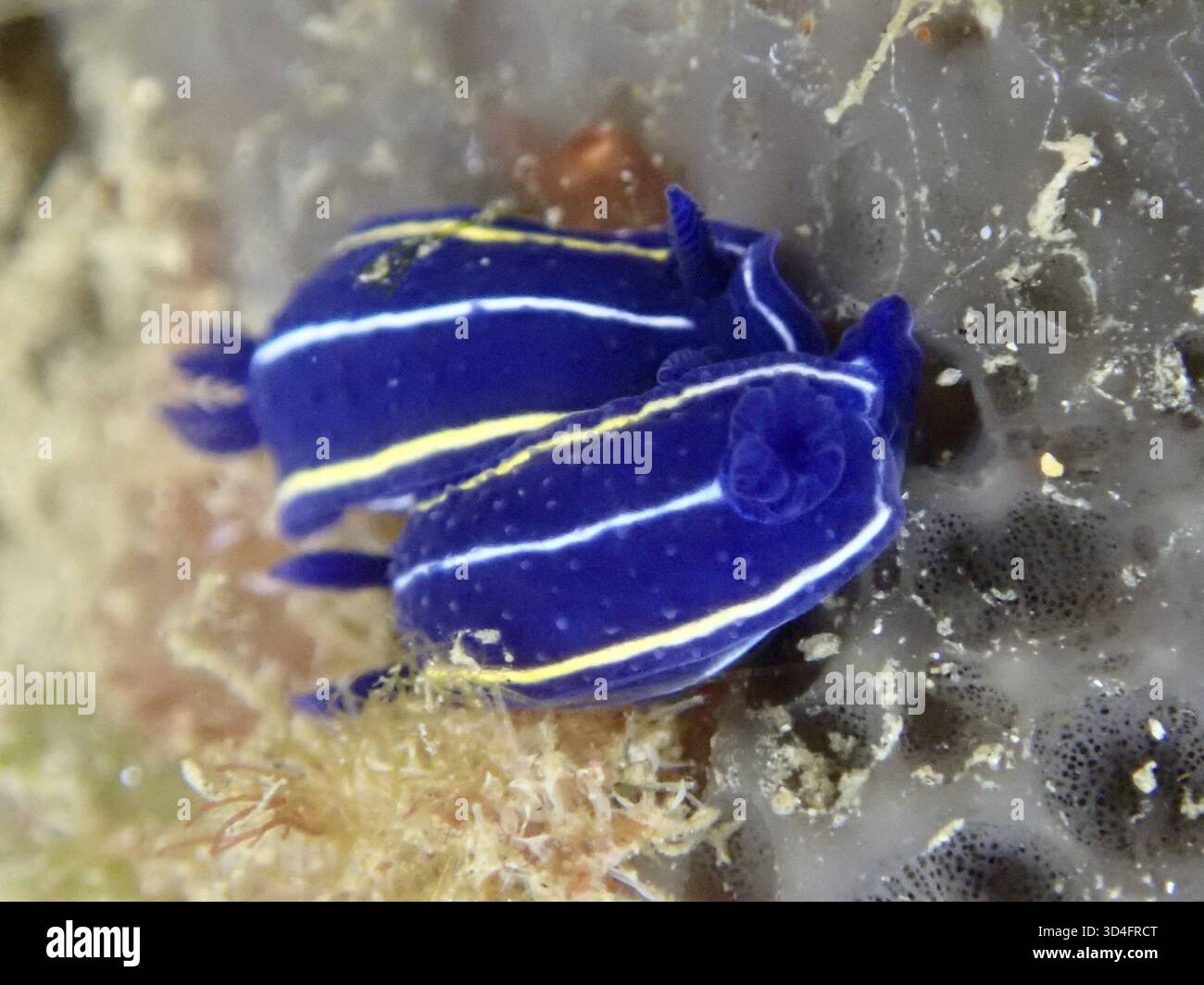Deux limaces bleu vif avec des rayures jaunes, escargot étoilé Orsini (Felimare orsinii), sur une éponge de mer dans la Méditerranée près de Hyères, péninsule de Giens di Banque D'Images