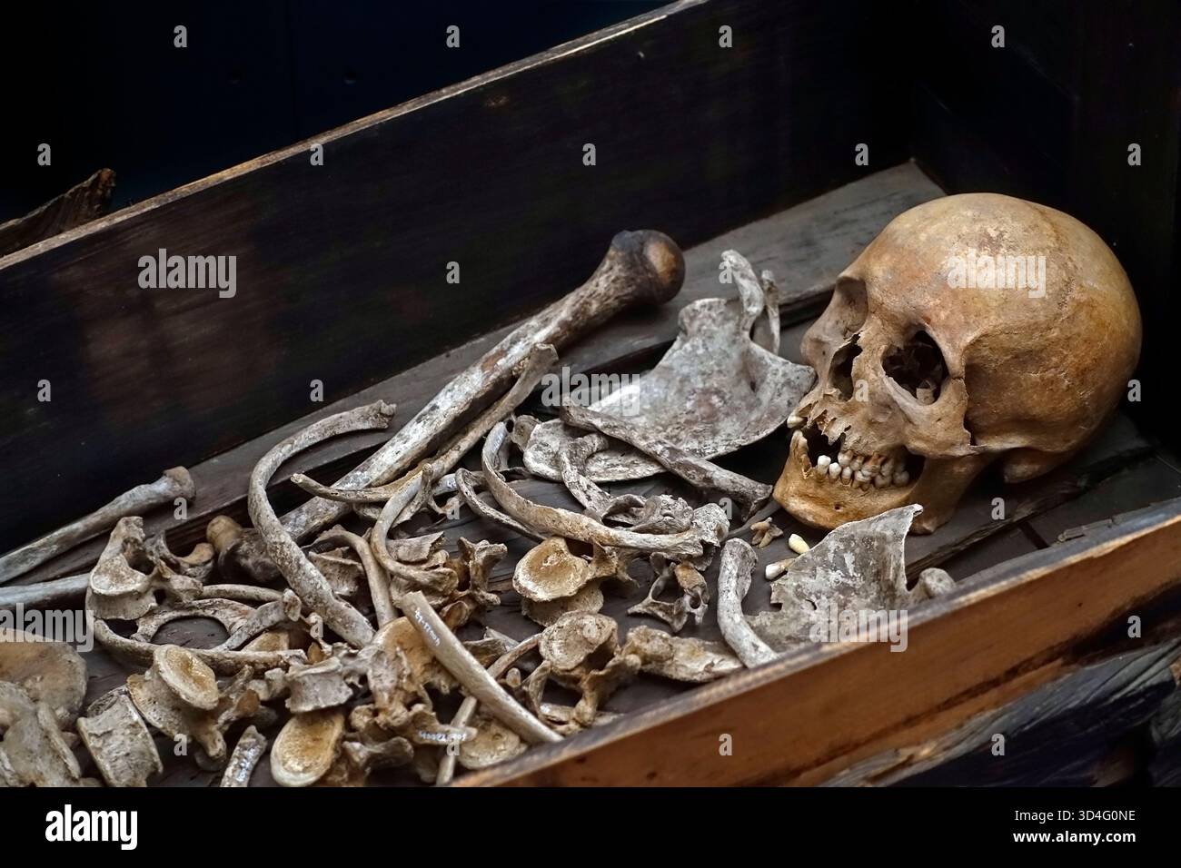 Squelette de moine au musée de l’Abbaye des Dunes / Abdij TEN Duinen, monastère cistercien à Koksijde, Flandre occidentale, Belgique Banque D'Images