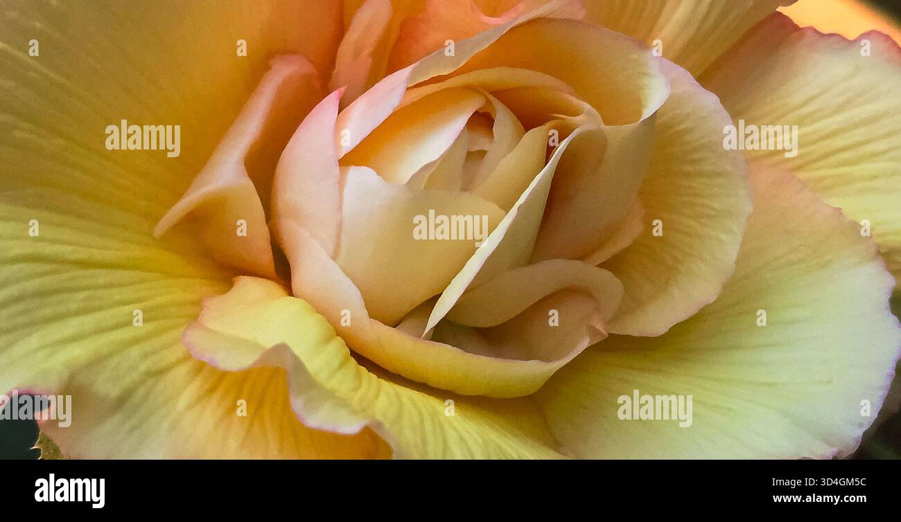 Vue rapprochée d'une belle rose jaune, mettant en évidence des pétales doux et des textures complexes, créant une composition florale sereine et élégante. - Image de stock capturée avec un smartphone