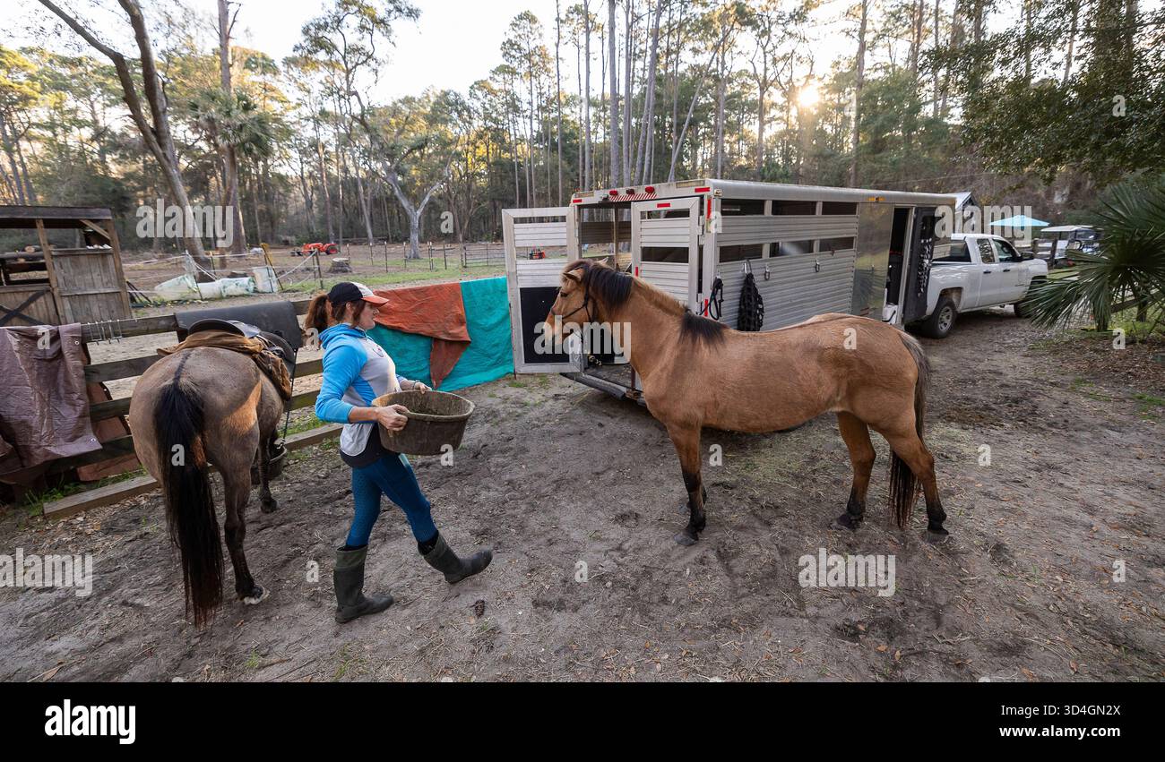 Préparer les chevaux pour le petit déjeuner après une balade au lever du soleil sur la plage. Banque D'Images